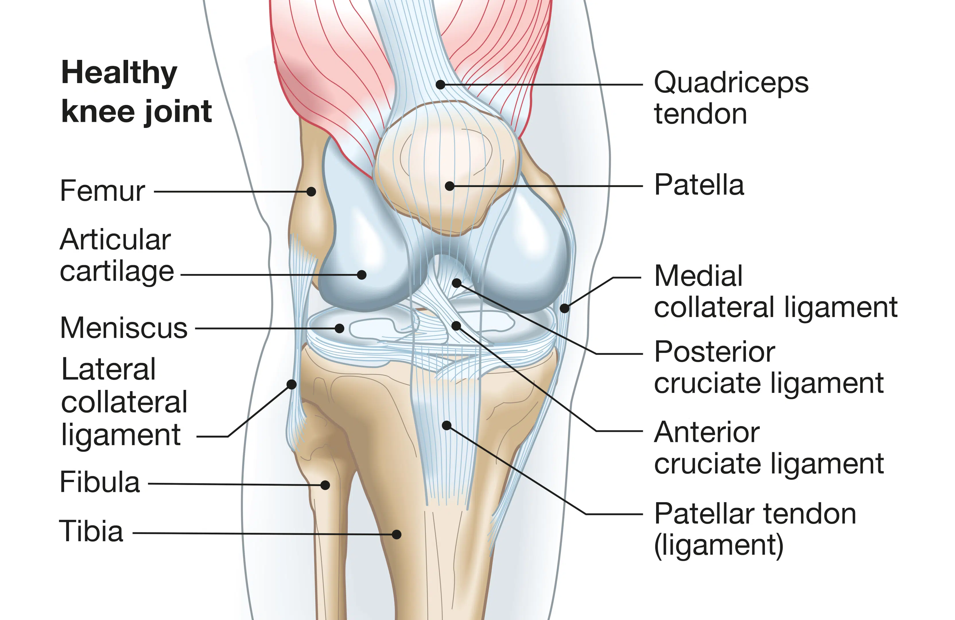 Knee pain and IT Band Syndrome Trigger Point Therapy - Touch of Life  Physical Therapy